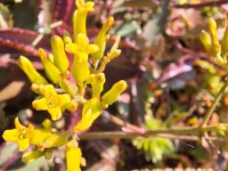 Kalanchoe sexangularis open flowers